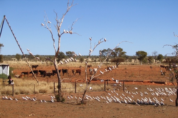 Corellas on a pastoral property in Central Australia