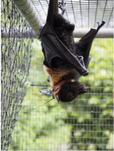 Dozens of Camazotz devices have been placed on flying fox collars throughout Australia.