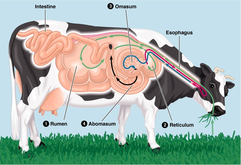 Cow_Rumen