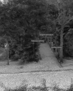 Scan of Trees being Mapped