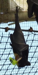 Bat with tracking collar