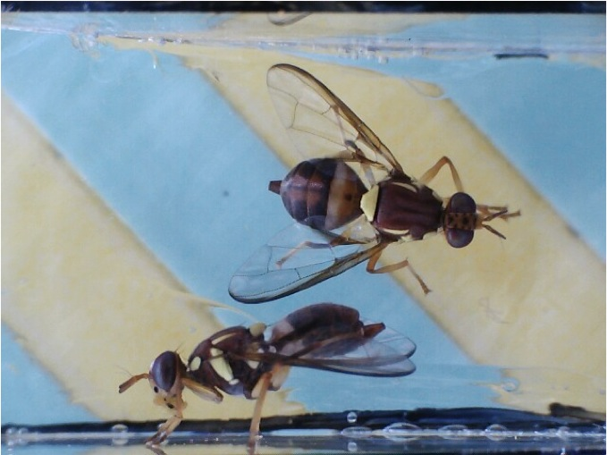 Fruit Flys
