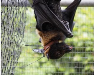 Dozens of Camazotz devices have been placed on flying fox collars throughout Australia.