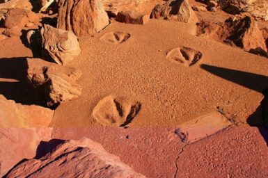 Dinosaur footprints at Gantheaume Point near Broome . Image: Bjarni Thorbjornsson