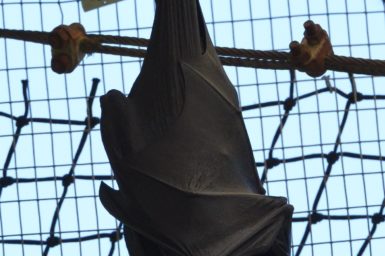Bat with tracking collar