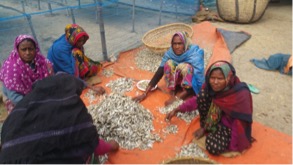 Women sorting fish