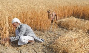 Wheat harvesting, Pakistan