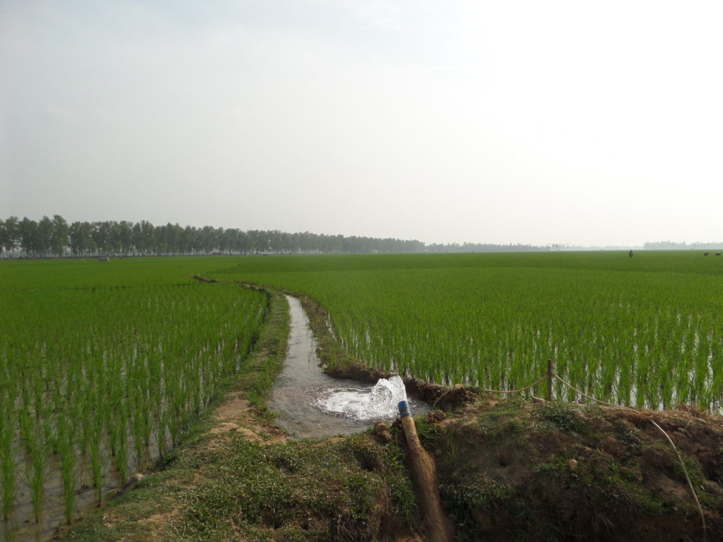 Rice irrigation, Bangladesh