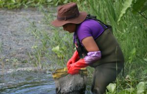 A person taking samples of macroinvertebrates in a wetland