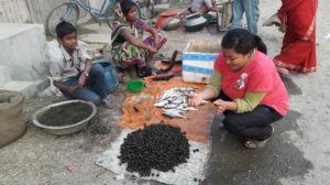 A market place where gastropods are being sold