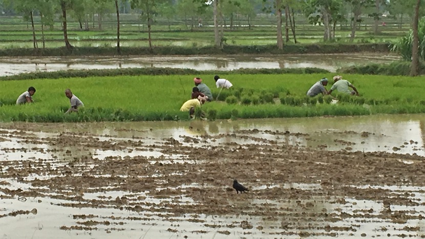 Harvesting a rice crop