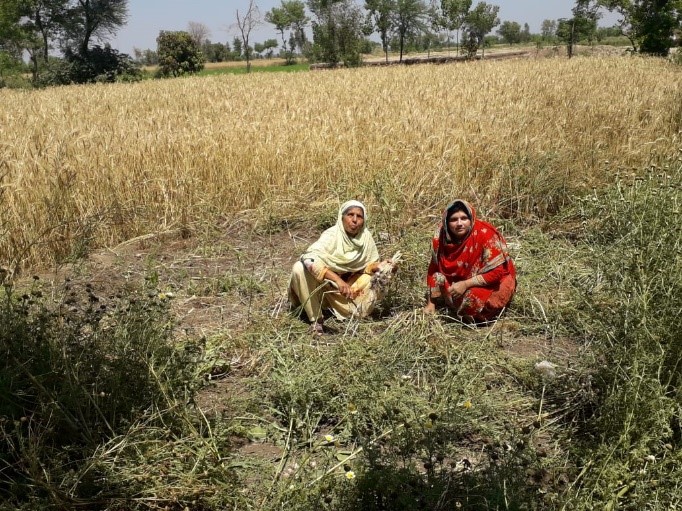 An image of two women working in the field in Pakistan