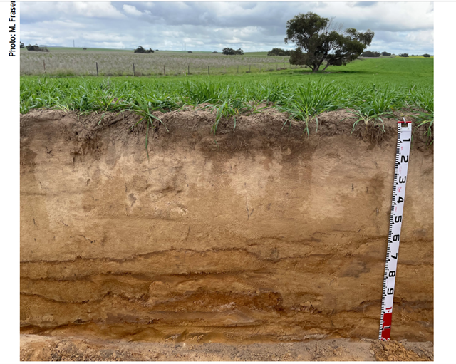 DIAGNOSING SANDY SOIL CONSTRAINTS HIGH SOIL STRENGTH Sandy Soils sandy-soil-stock-image-e416-0104-science-photo-library