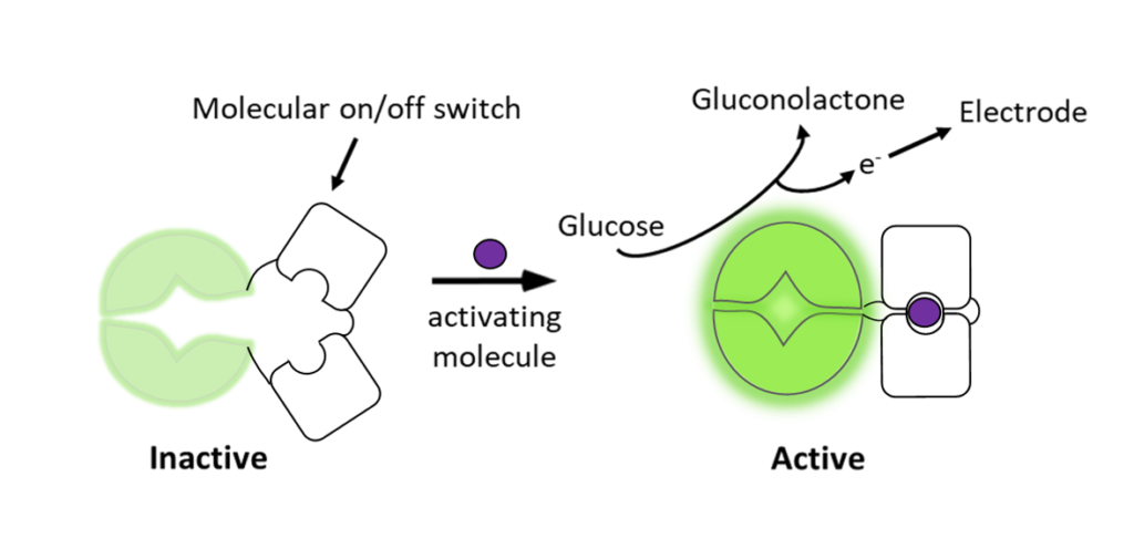 Graphic of a molecule converting glucose to gluconolactone and producing an electrode