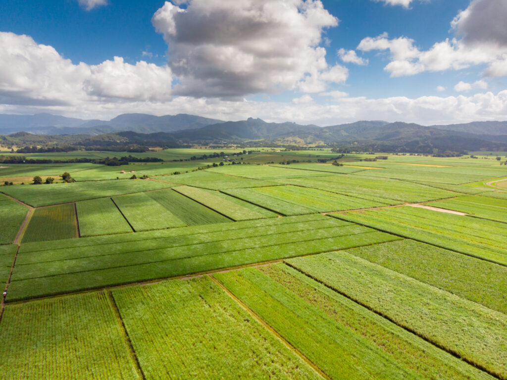 Sugarcane fields near the town of Murwillumbah and Wollumbin National Park (Mt Warning) in rural New South Wales, Australia. Source: Envato. 