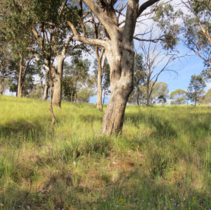 Trees of different ages interspersed with shrubs and a diverse ground cover of grasses and forbs indicate grassy woodland of high conservation value (photo: Suzanne Prober)