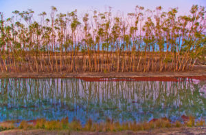 River red gum saplings at sunset, Chowilla Floodplain, South Australia (photo: copyright Ian Overton)