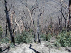 Mixed coppice woodland of basal resprouter species: broad-leaved peppermint Eucalyptus dives and brittle gum E. mannnifera, one year after fire, Brindabella Ranges, New South Wales
