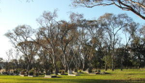 Grassy woodlands have high cultural, spiritual and sense-of-place values. Hall Cemetery, Australian Capital Territory (photo: Matt Colloff) 