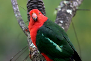 Australian king parrot (Alisterus scapularis); a spectacular and much-appreciated bird found in backyards in eastern Australia. It is currently neither rare nor endangered, but how will it fare under climate change? (Photo: John Manger, CSIRO)