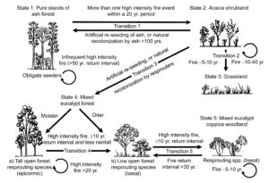Vegetation state-and-transition model for temperate montane forests in mainland south-eastern Australia in relation to fire frequency and intensity