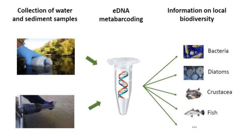 EDNA Biomonitoring – Towards A New Generation Of Ecological Assessment ...