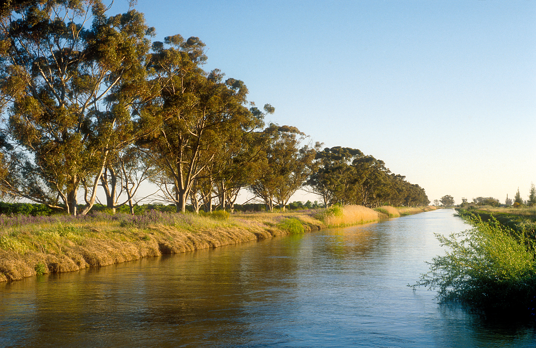 A eucalypt lined irrigation channel