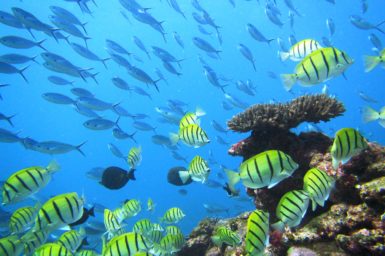 Fish swimming around an underwater reef