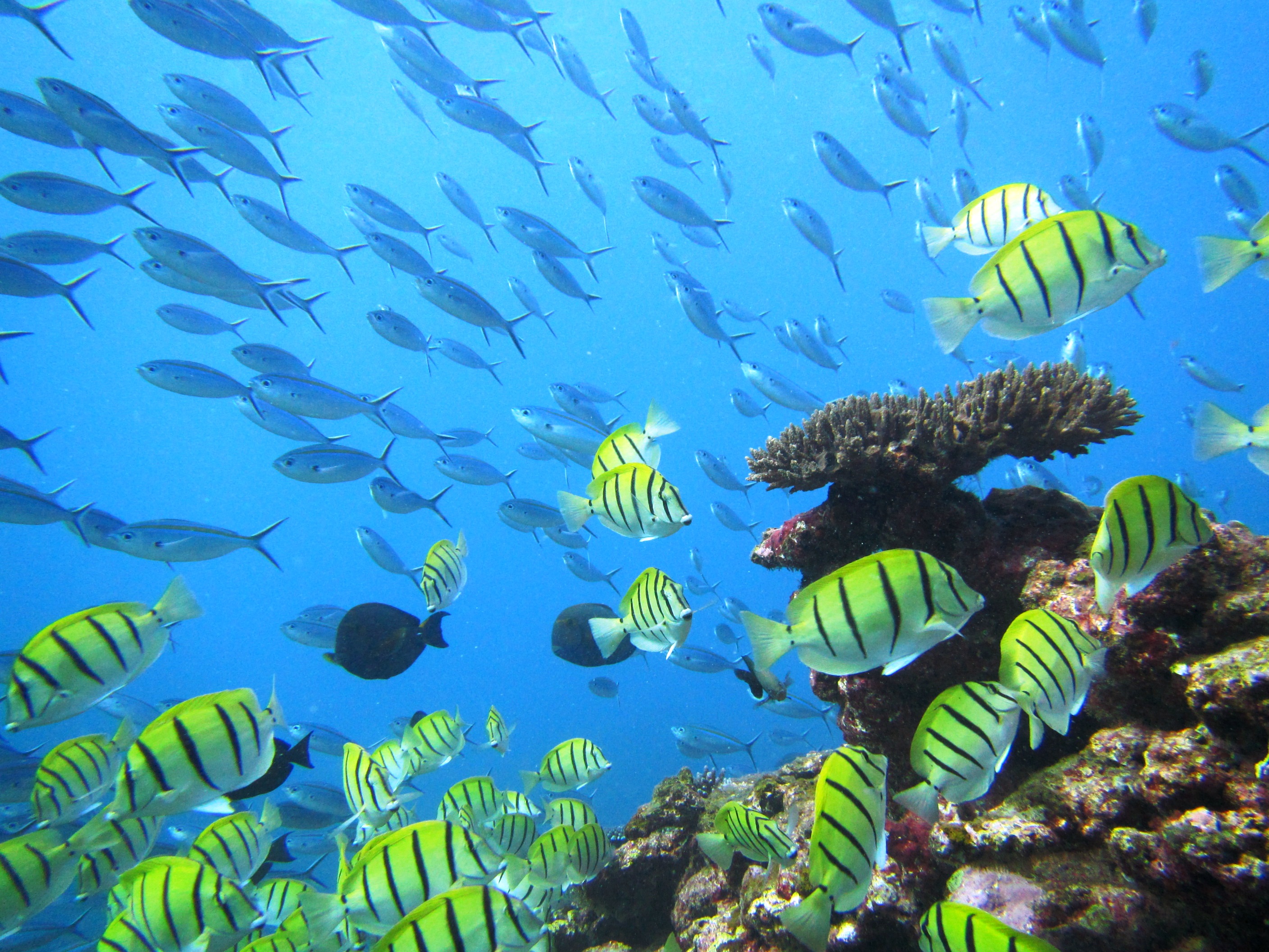 Fish swimming around an underwater reef