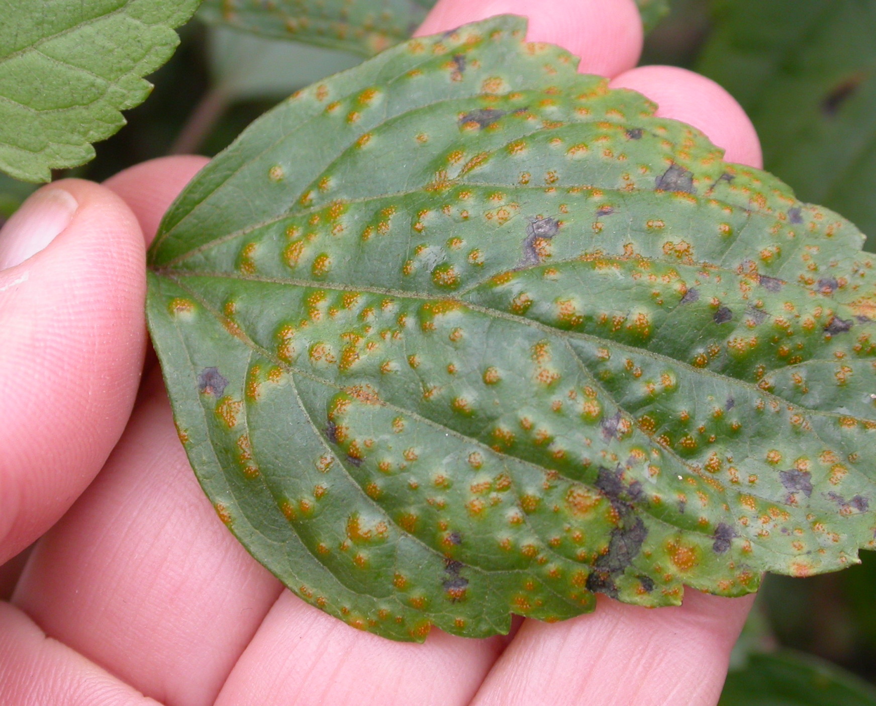 A Crofton weed leaf in a hand