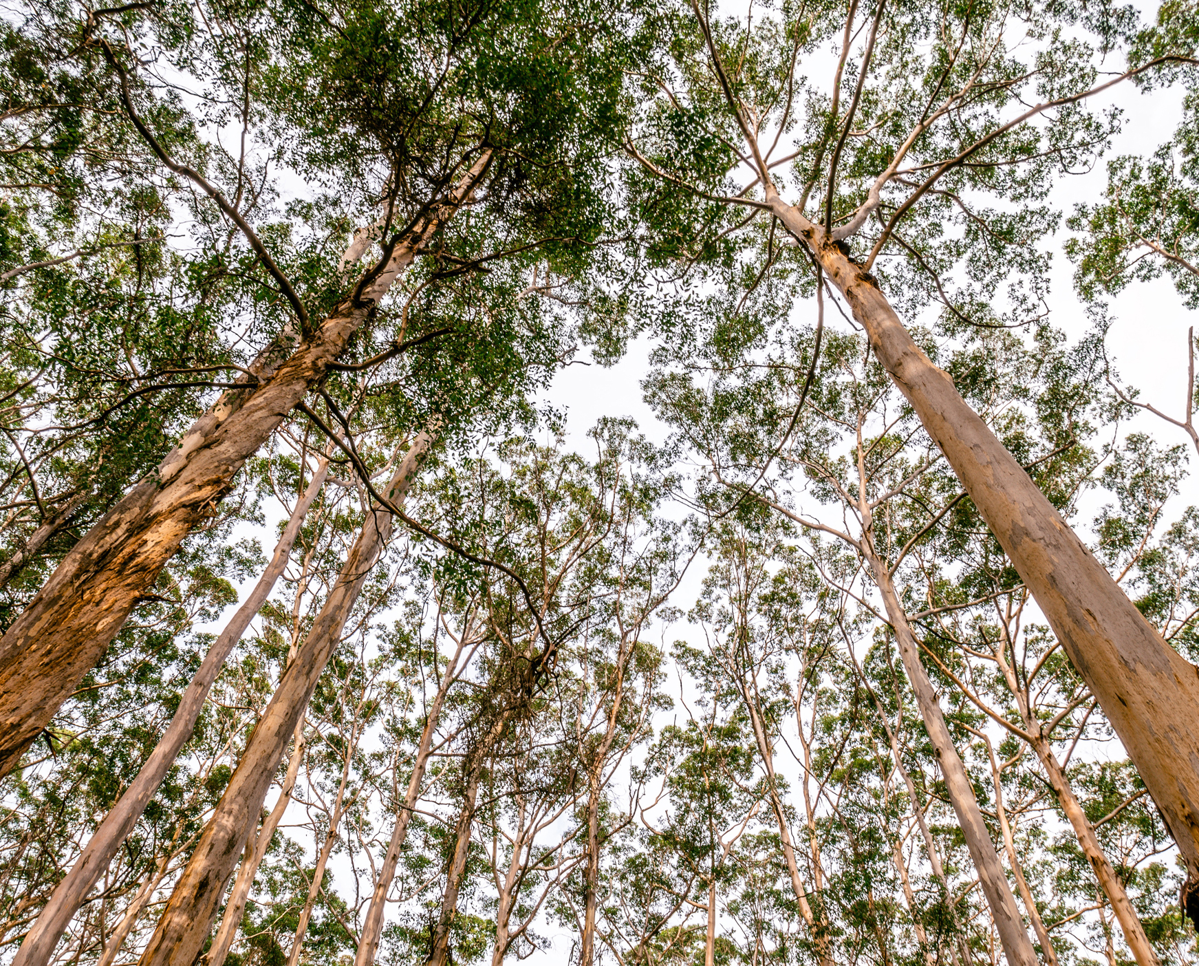 Looking up towards the treetops in a forest