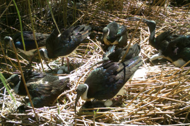 A group of ibis, one with eggs, on reeds