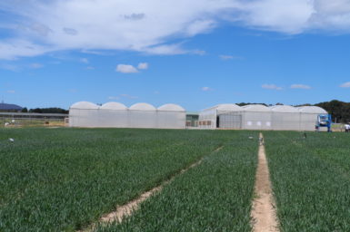 Greenhouses in a field of crops.