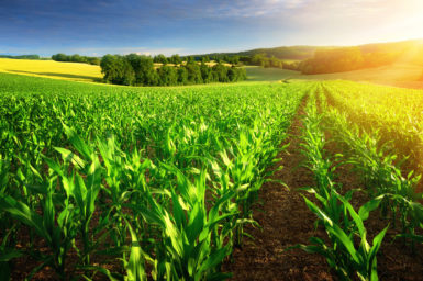 Cornfield