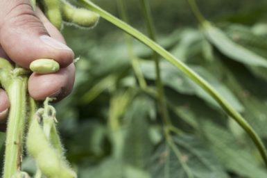 Holding a soy bean from a pod between fingers