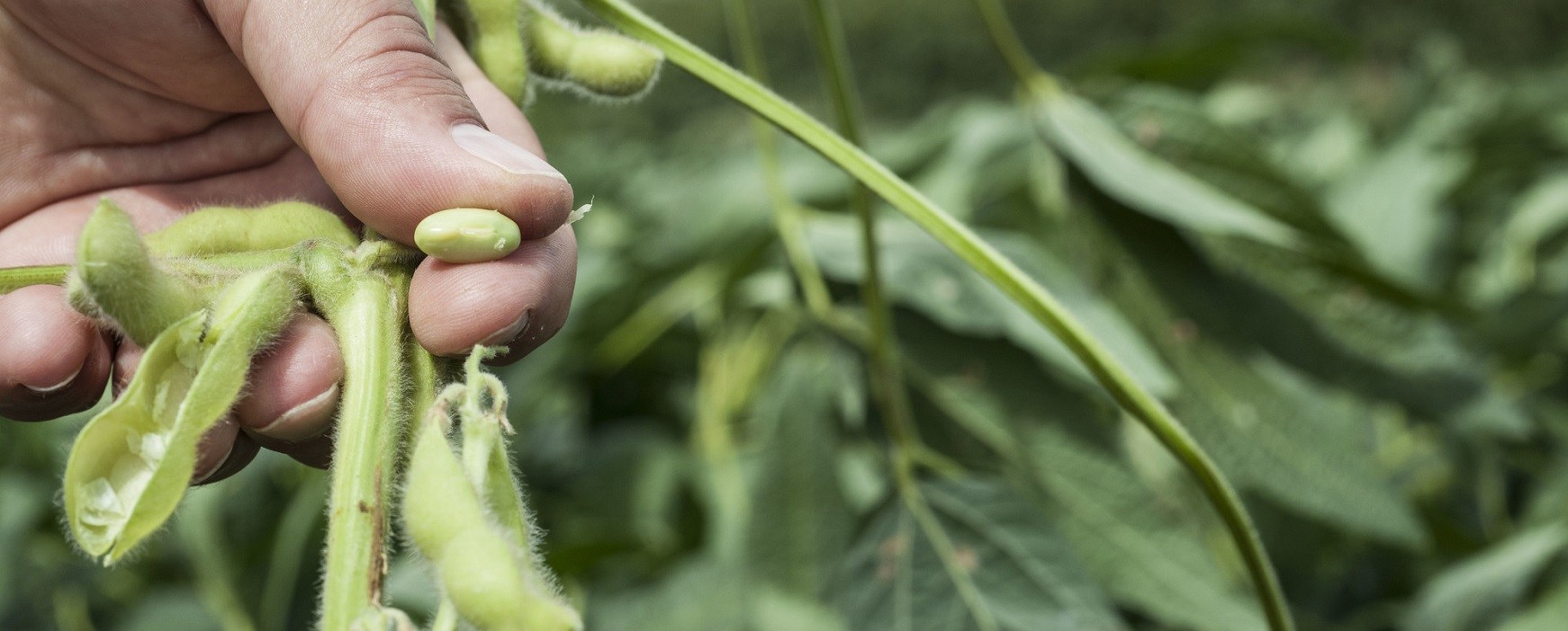 Holding a soy bean from a pod between fingers