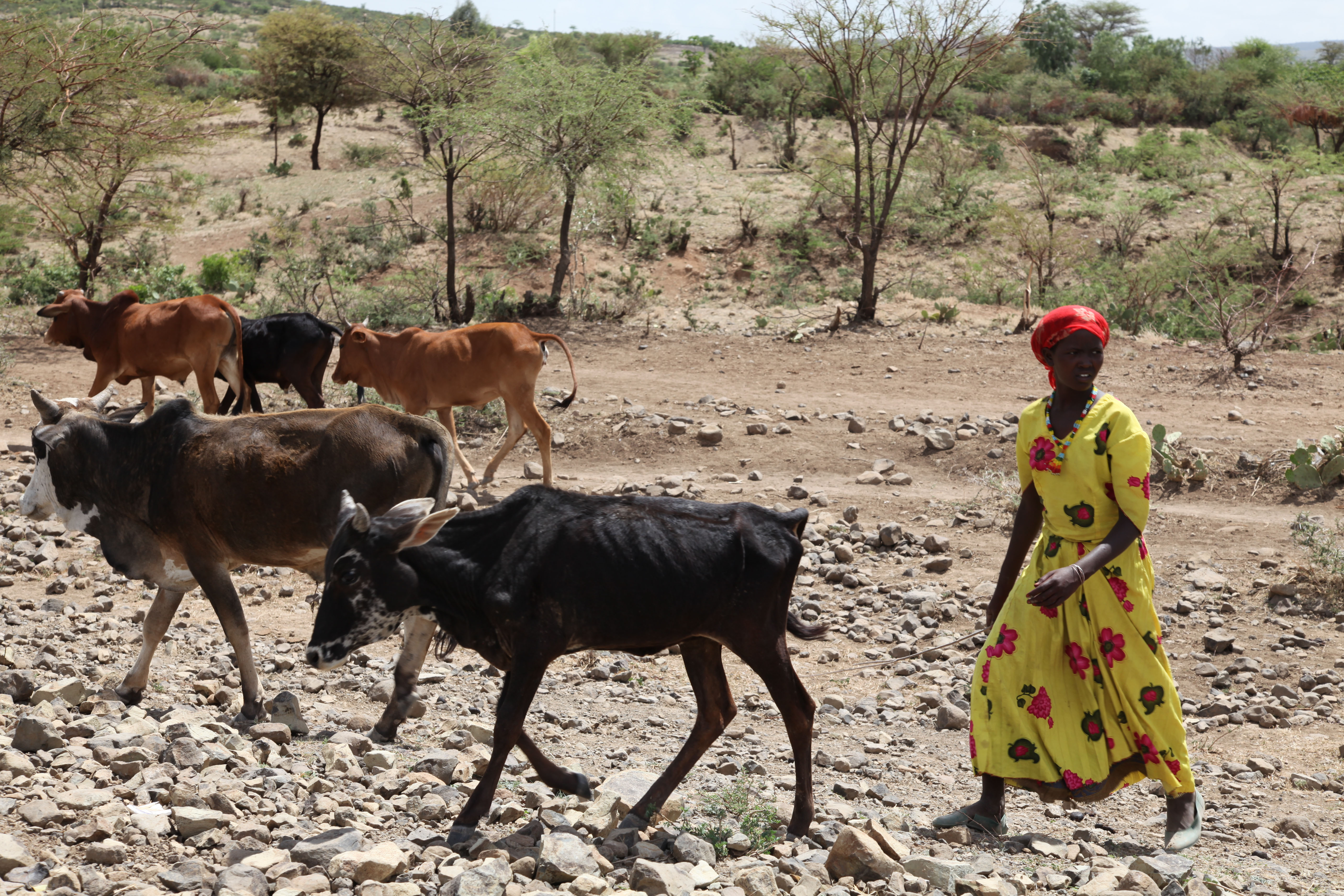 An African woman herding cattle