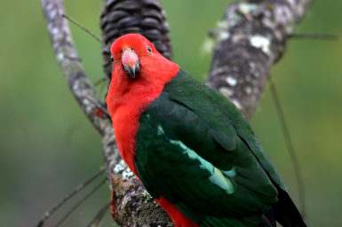 Australian King Parrot (Alisterus scapularis), Jamieson, Victoria