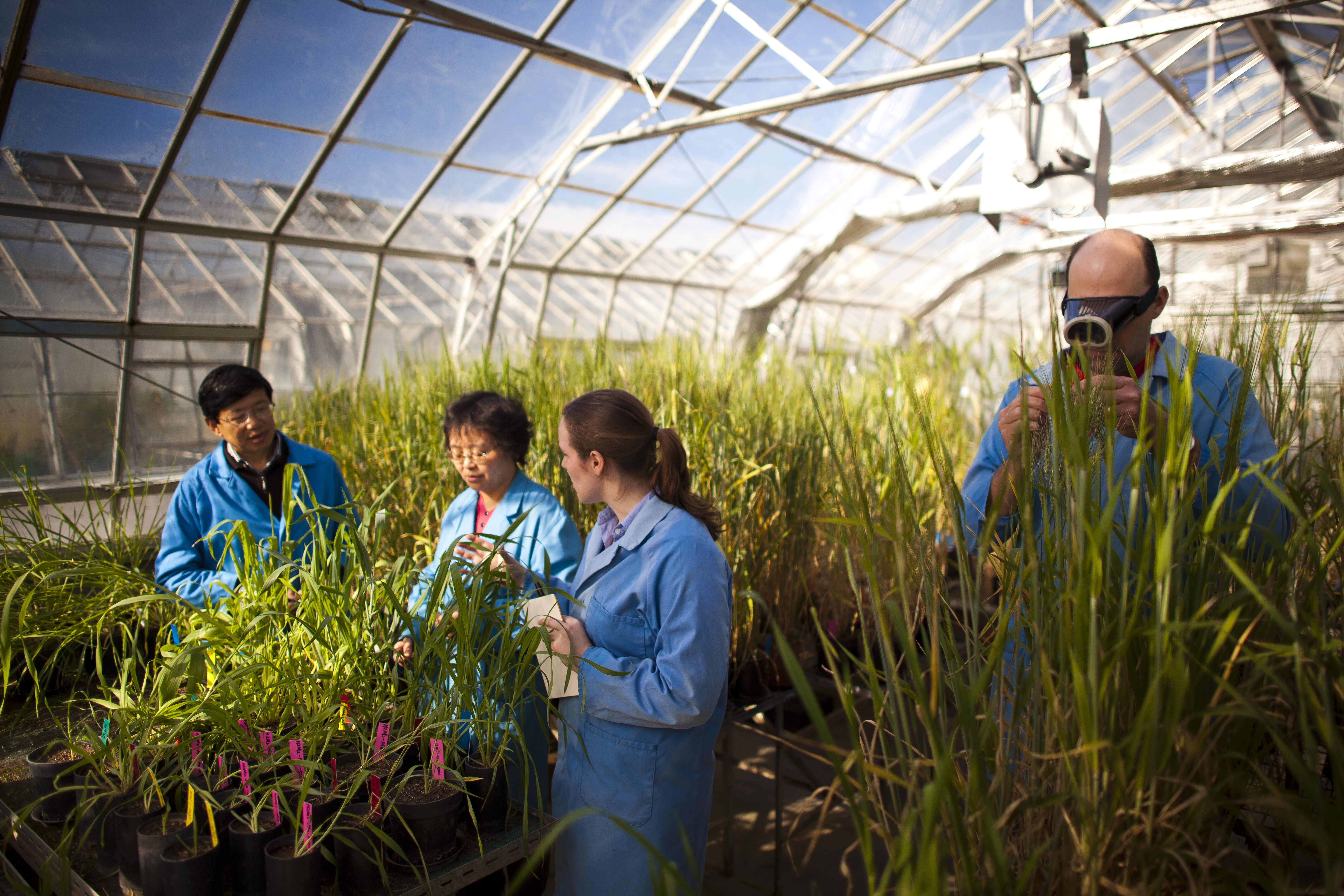 Researchers inspecting BarleyMax plants in a greenhouse