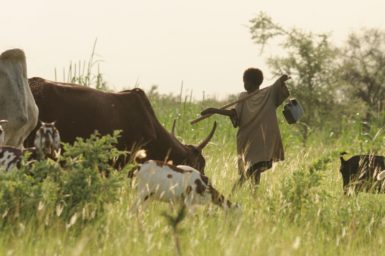 Fula herders with their cattle, sheep and goats.