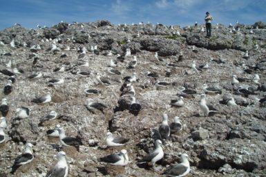 A shy albatross colony