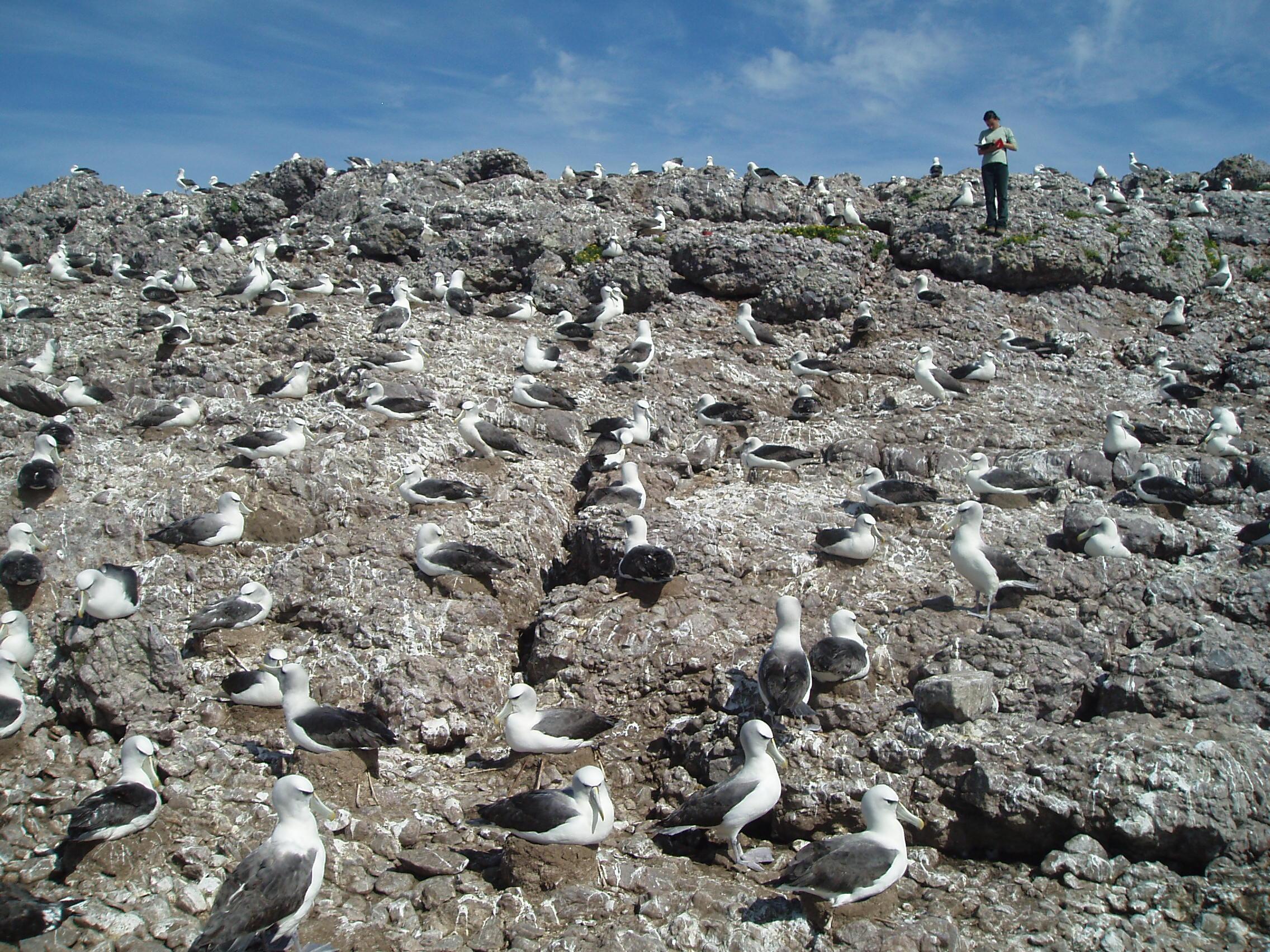 A shy albatross colony