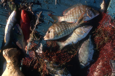 Fish catch lying amongst seaweed on the deck of a ship