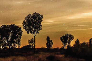 Silhouettes of trees