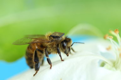 A bee with a chip on its back sitting on a flower