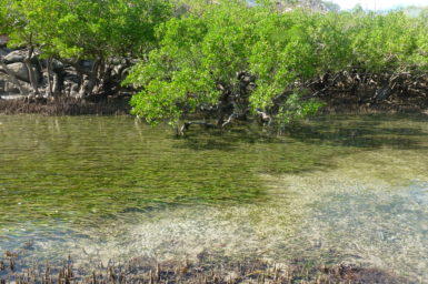 Mangrove trees and roots in water
