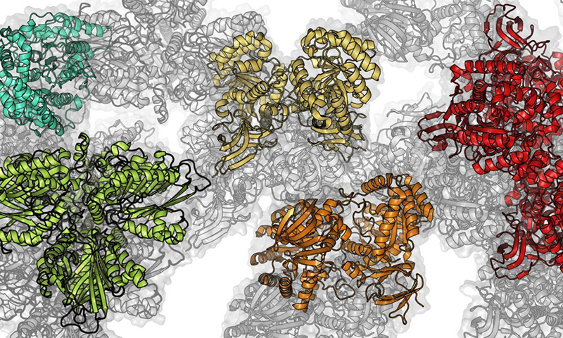 Biocatalysis & Synthetic Biology