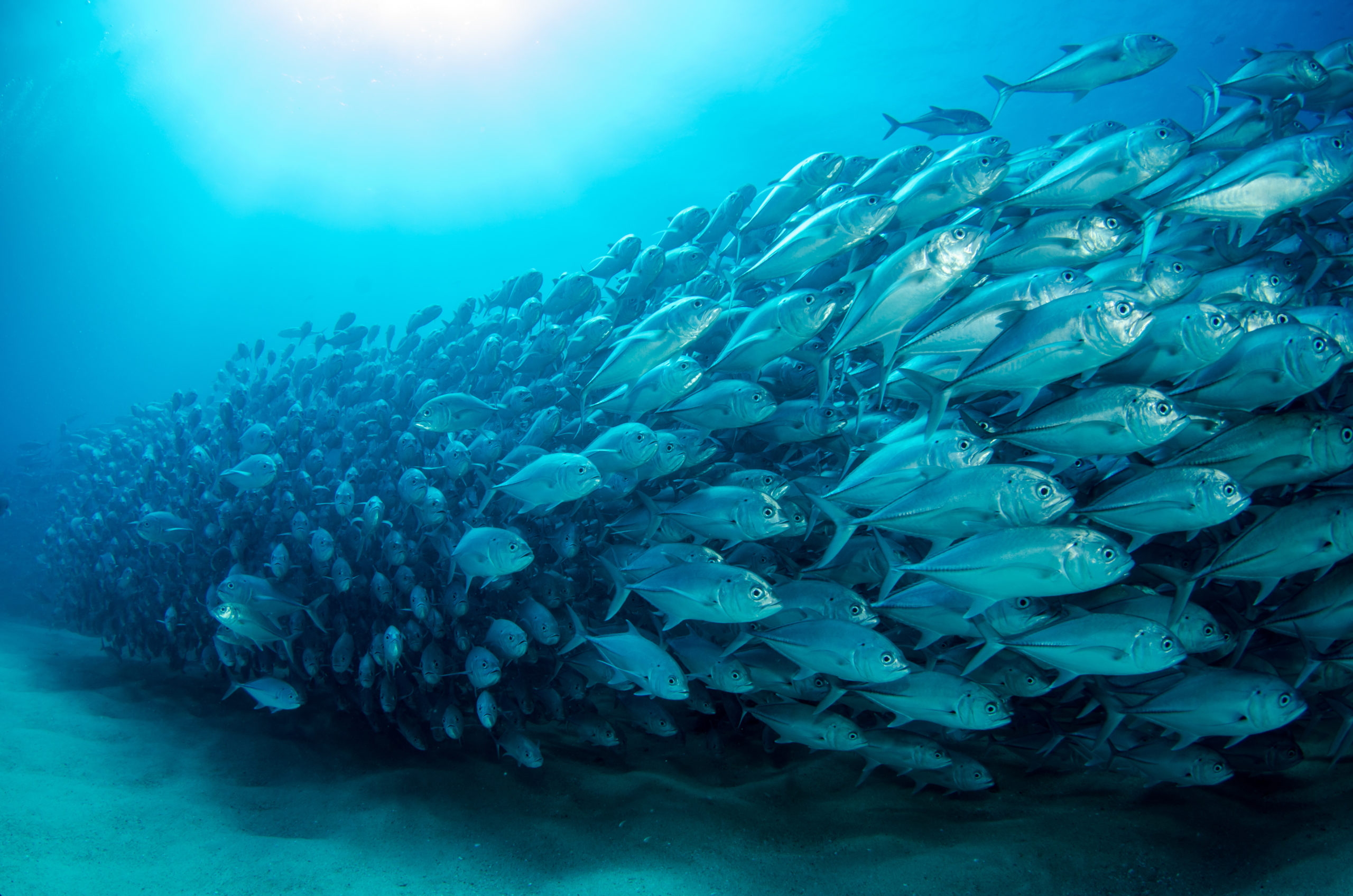 Trevally Baitball