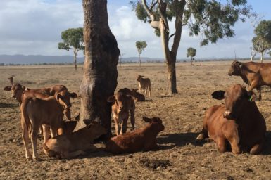 Cattle under a tree