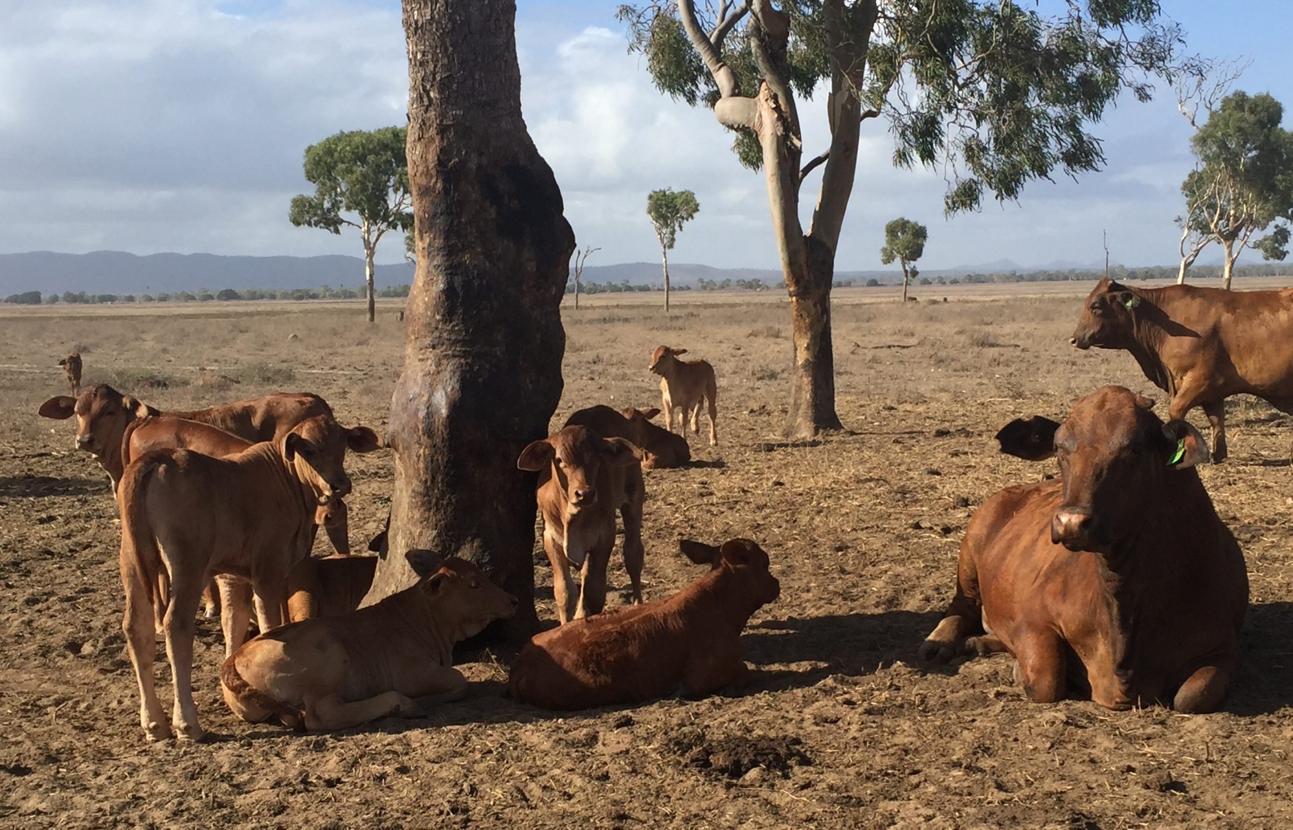 Cattle under a tree